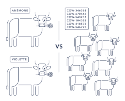 illustration cattle vs pet